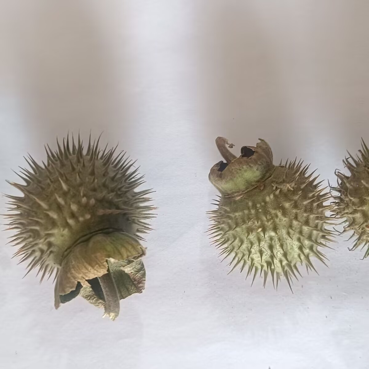 พ็อดดาทูราแห้งธรรมชาติคุณภาพสู - Potpourri Dried Flower บทวิจารณ์และราคา