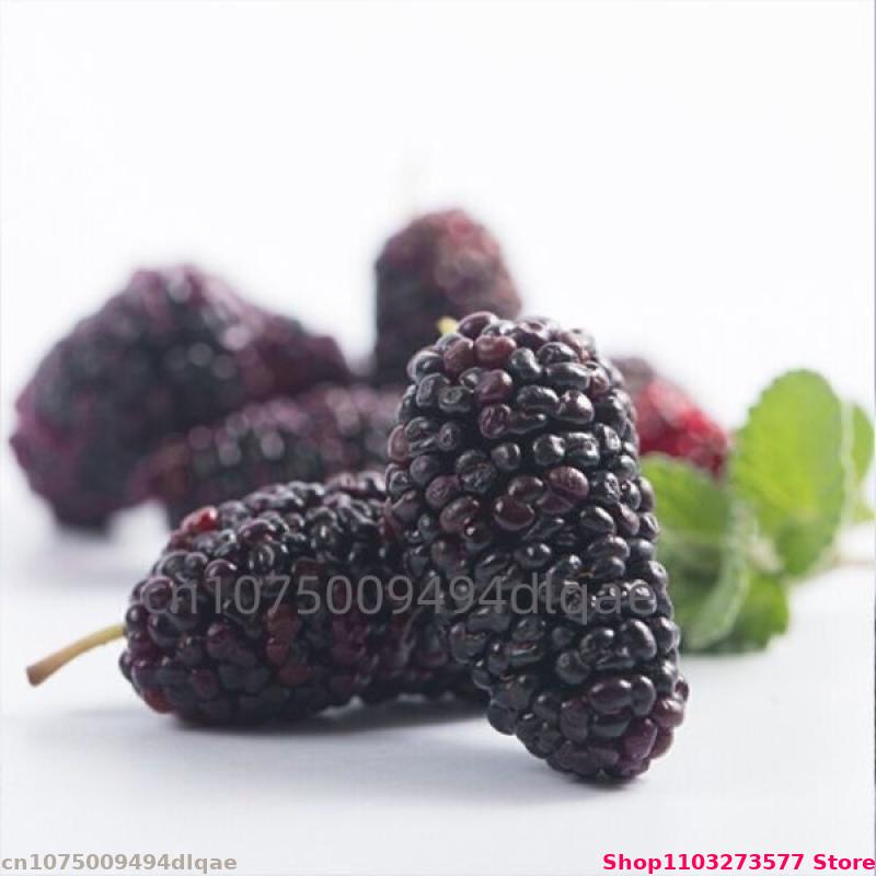 มัลเบอร์รี่ธรรมชาติ 100 กรัม-2 - Potpourri Dried Flower บทวิจารณ์และราคา